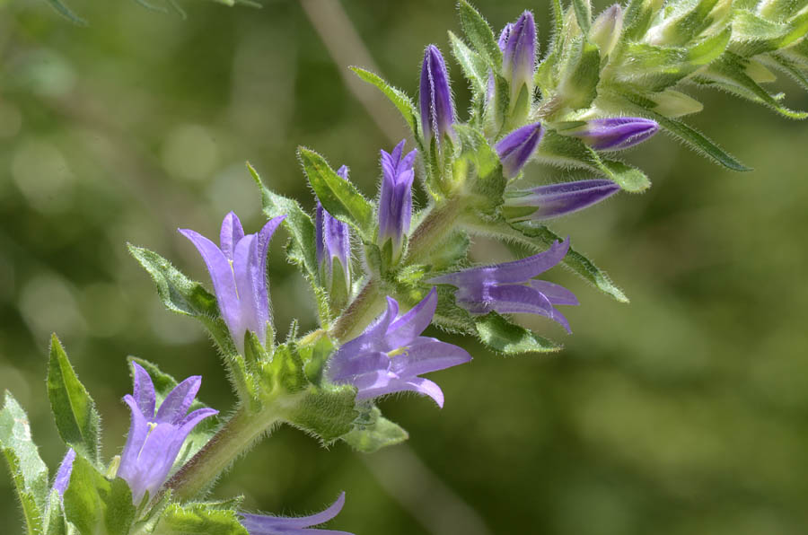 Campanula spicata / Campanula spigata